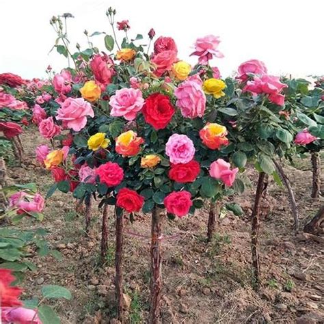 樹狀月季花哪裡買|【樹狀月季花哪裡買】樹狀月季 